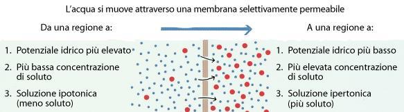 Diffusione e Osmosi Membrana permeabile DIFFUSIONE Pressione idrostatica Membrana
