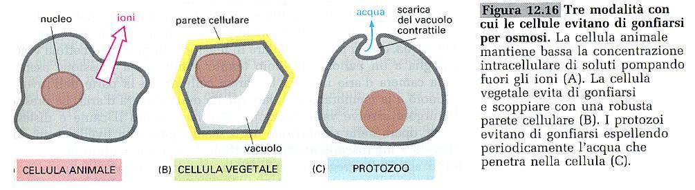 La cellula e il