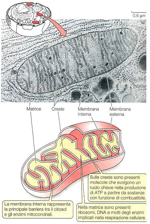 Mitocondri Caratteristiche specifiche dei mitocondri nelle cellule vegetali Genoma molto più grande che nelle