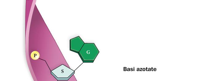 L RNA (acido ribonucleico) L RNA convoglia le