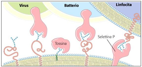 Le catene glucidiche del glicocalice vengono lette da specifiche proteine dette lectine, partecipando