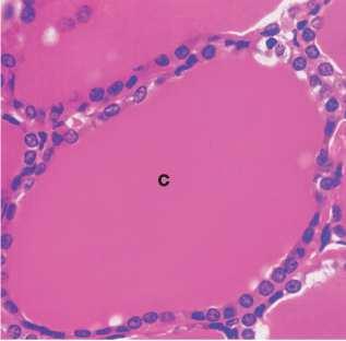 thyroid follicule.