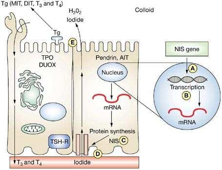 Cellule parafollicolari Colorazione immunoistochimica per calcitonina Le cellule parafollicolari appartengono al sistema neuroendocrino: secernono calcitonina ( ormone ipocalcemizzante, antagonista