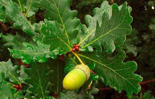 Farnia (Quercus robur) Pianta arborea, decidua, alta fino a 25 30m La fioritura avviene in aprile maggio.