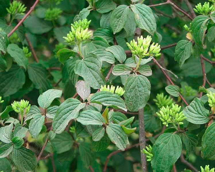 Arbusti Sanguinella (Cornus sanguinea) Pianta arbustiva con fogliame deciduo. Raggiunge i 1 3m di altezza.