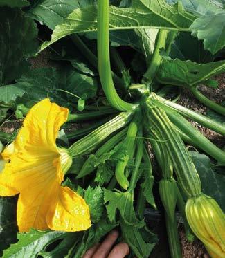 (IR): Px/CMV FLORIO F1 (EX GNP 53039) Romanesco Pianta vigorosa e sana, con internodi medio corti e con produzione elevata e costante.