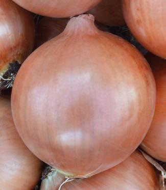 Good firmness, excellent bulbs covering, and storability till February-March. High percentage of single-center. Suitable for February-March sowing and end of July harvesting.