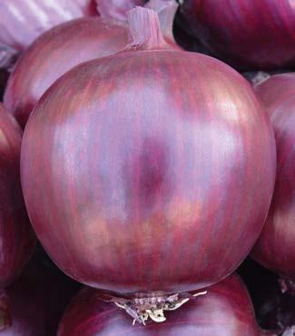 Onion characterized by a round bulb shape, deep red color and by a high average of single-center.