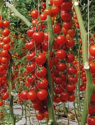 I frutti del peso di 20-25 g, si caratterizzano per avere un colore rosso acceso, un buon sapore e alto grado Brix che consente la coltivazione anche su terreni con un alto EC.