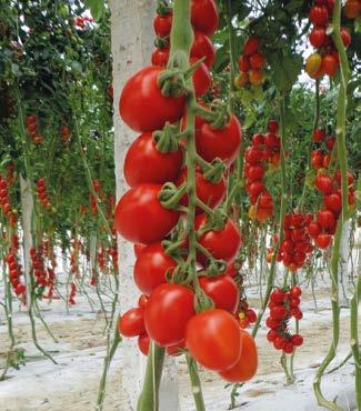 La tolleranza al freddo le consente di essere coltivata e apprezzata in serra nei cicli Autunno-Invernali. Cherry tomato hybrid with indeterminate plant type.