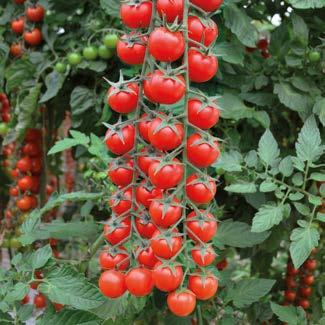 Ottimo colore e consistenza dei frutti, precocità e resistenza alle spaccature. La pianta, vigorosa, sana e con internodi corti, resiste bene al freddo. Buon sapore dolce dei frutti.