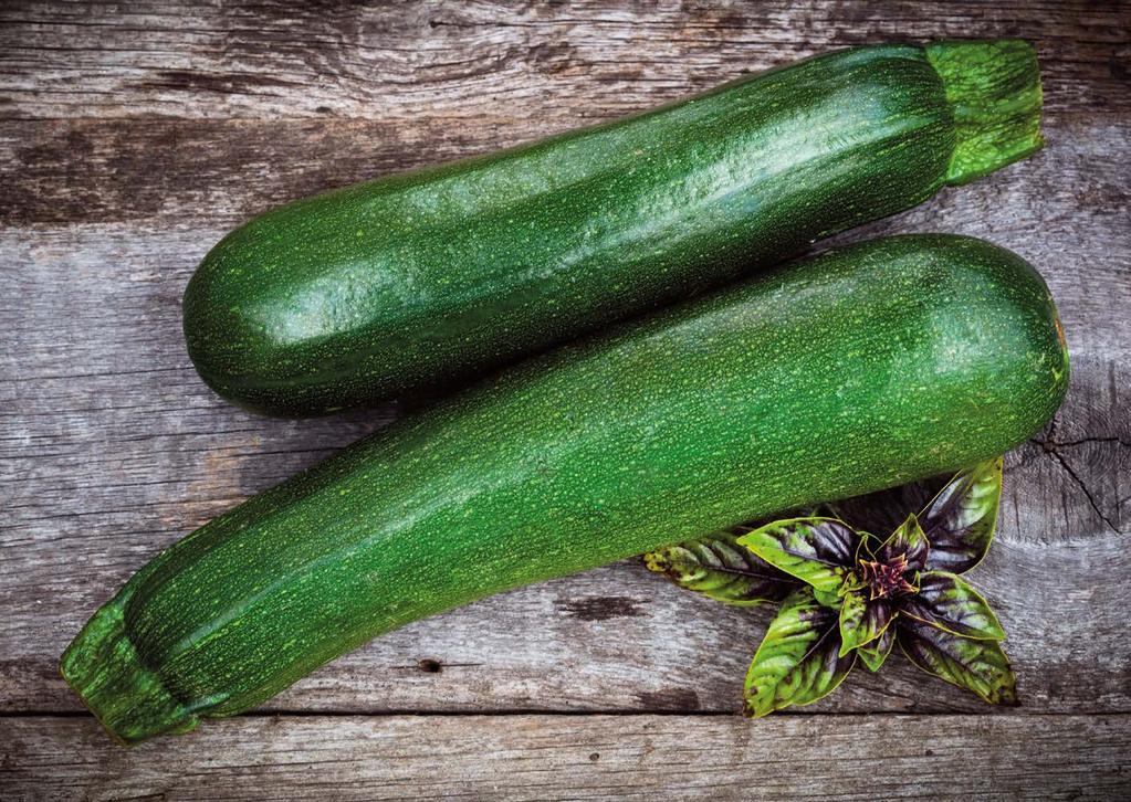 Zucchino - Summer Squash KINGU F1 Verde - Green Questo ibrido presenta una pianta vigorosa, semi-eretta, con internodi medio corti. La produzione è elevata e costante.