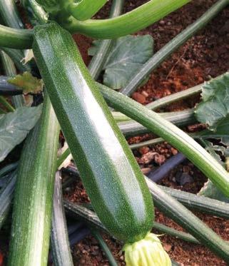 The long peduncle facilitates manual collection and the small scar makes the fruits very beauty. The leaves have low spines.