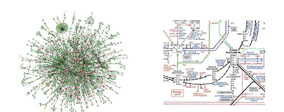 5 Interazioni tra proteine I punti sono le proteine I link sono le interazioni