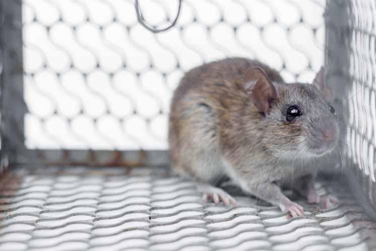 ESCHE RODENTICIDE TRAPPOLA: DIMENSIONI: Per un corretto uso delle esche rodenticide collocare