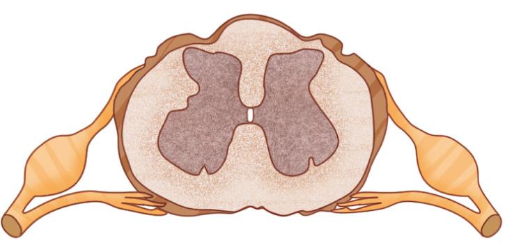 Il midollo spinale si trova all interno della colonna vertebrale e si occupa dell acquisizione sensoriale dalla pelle e dai muscoli e dell invio dei comandi per i movimenti muscolari.