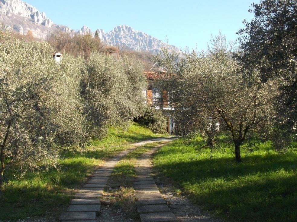 Per noi, oggi, è normale vedere molti olivi sparsi in diversi luoghi: ai lati della strada provinciale e della