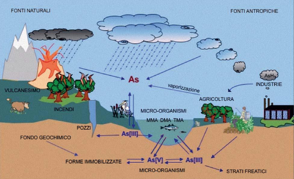 Origine Antropica Origine naturale L arsenico è un elemento presente soprattutto nelle acque a causa di fenomeni di tipo geochimico derivanti dalle attività vulcaniche Le principali fonti sono