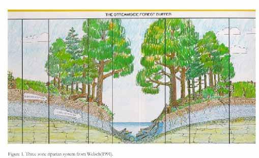 MODELLI PER LA PREVISIONE DELL EFFICACIA DEPURATIVA: REMM REMM: Riparian Ecosystem Management Model Descrizione: il Riparian Ecosystem Management Model (REMM) è un modello gestito da un software.