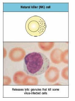 Linea linfoide Linfociti B/T Origina dal common lymphoid progenitor (CLP) Linfociti B e T (risposta adattativa) Linfocita Natural Killer (risposta innata) Cellule infettate da virus Cellule tumorali