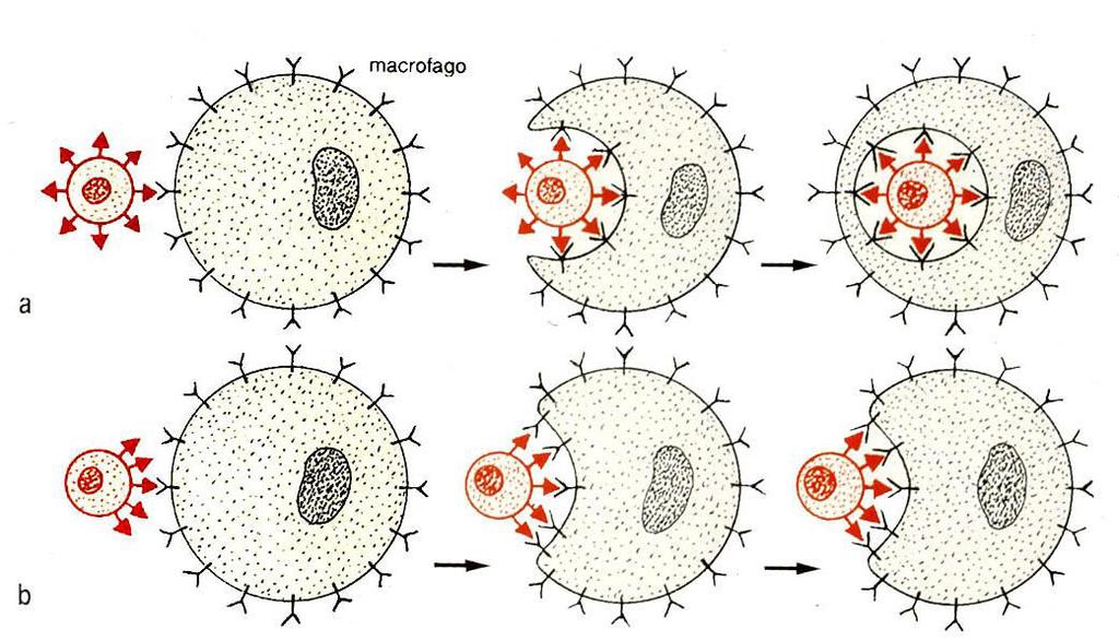 FAGOCITOSI La fagocitosi si realizza grazie a specifici recettori sul plasmalemma che interagiscono con molecole distibuite in modo omogeneo sulla superficie della
