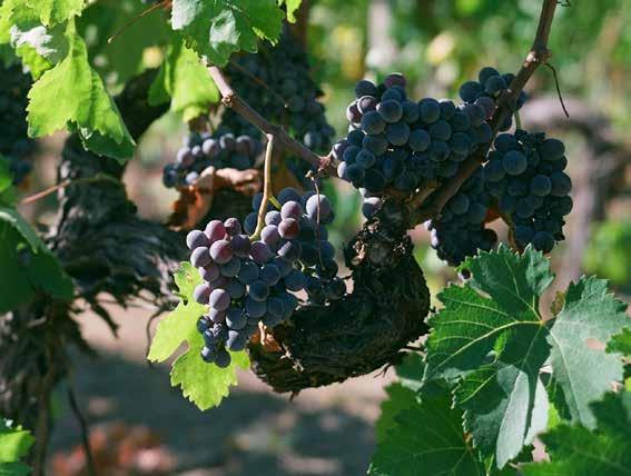 I suoli sono argillosi, a medio impasto, e suoli argillosi si traducono in vini dalle sensazioni olfattive complesse, morbidi e