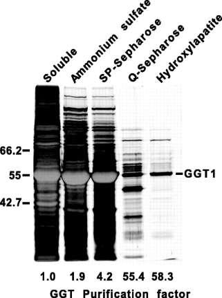 Principi generali per la purificazione delle proteine Usare una tecnica diverse in ciascun passaggio Per avvantaggiarsi delle diverse proprietà della proteina (dimensione,