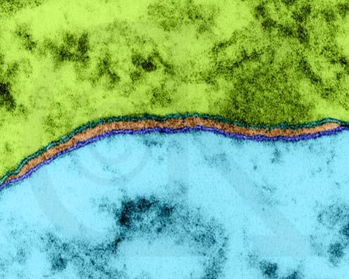 Membrana plasmatica neurone neurone X 450.