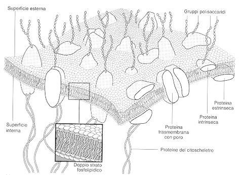 Modello a mosaico fluido La struttura proposta in questo modello è fluida nel senso che le singole molecole (lipidi e