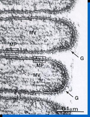 Membrana plasmatica al ME Appare come una sottile membrana di circa 8-10 nm che