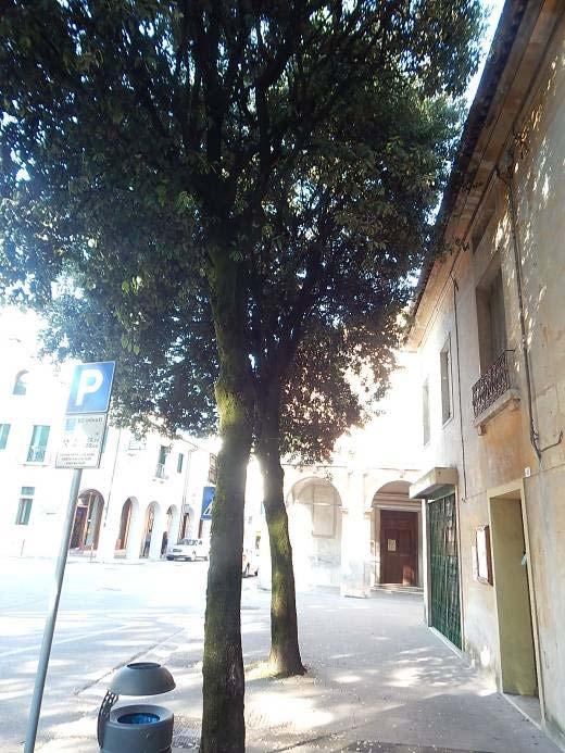 con legno sano ancora sufficiente a garantire la