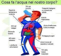 . L'acqua inoltre costituisce dal 50% al 95% del peso di ogni sistema vivente: nell'organismo umano ben il 60-70% in