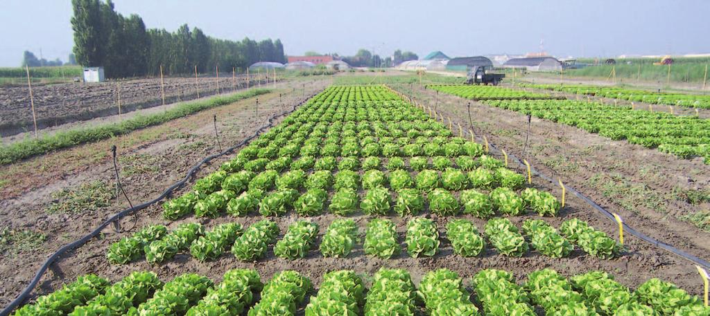 indicazione, confronto LATTUGA CAPPUCCIA PRIMAVERILE IN PIENO CAMPO PAOLA (ex NUN 4508): cultivar che ha fornito discrete produzioni per unità di superficie e pesi medi dei cespi.