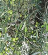 infestazioni avendo cura di bagnare accuratamente tutta la vegetazione da proteggere.