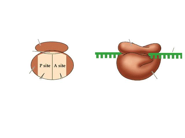 Nella traduzione l informazione genetica contenuta nella sequenza di codoni lungo l viene decodificata o tradotta in una sequenza di aa costituenti la proteina, uniti in una sequenza precisa