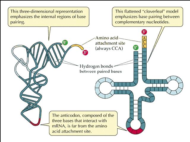 trna sito di attacco per gli aa (sempre CCA) legami H