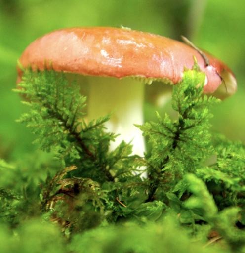 Prodotti forestali non legnosi (funghi, tartufi, erbe selvatiche ) Un esempio - raccolta funghi nella provincia di Vicenza (Vidale, 2011): 100.
