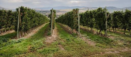 pesticidi con conseguente riduzione dell inquinamento dell