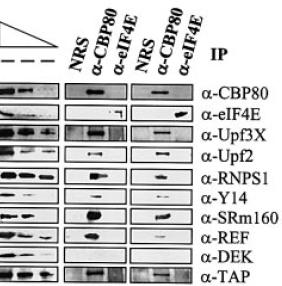 IMMUNOPRECIPITAZIONE ASSOCIATA A WESTERN BLOT Esperimento in cui viene dimostrato come gli EJC siano localizzati solo sugli mrna legati a CBP80 (proteina che fa parte del cap-binding complex) ma non