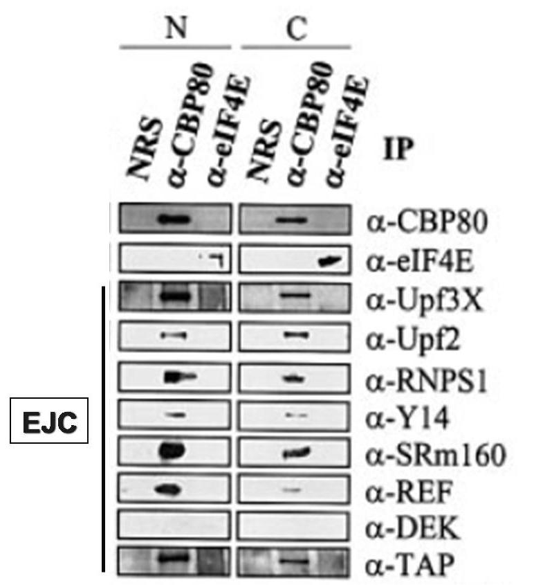 mrna wild-type EJC components CBC eif4e exchange mrna translation