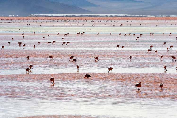 Dal Cile alla Bolivia tra deserti, lagune e salar Un viaggio accompagnato da Silvana Demichelis Un viaggio davvero straordinario in uno degli angoli più bizzarri