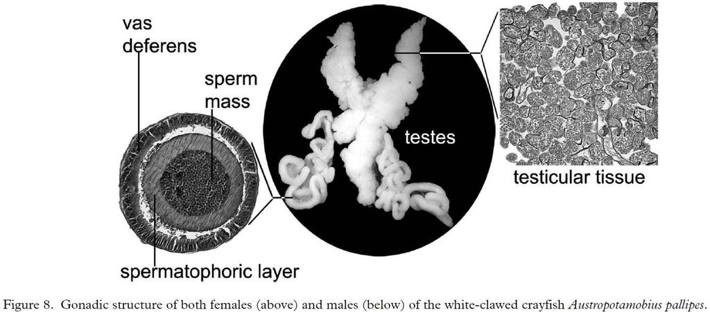 Istologia delle gonadi nei maschi. A destra si vedono i lobi seminiferi sincroni e al centro l'aspetto mascroscopico di un testicolo maturo.