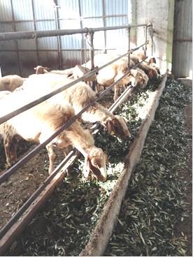 ovina Allevamento ovino costituito da 90 animali: alimentati con sistema tradizionale (pascolo + mangimi e