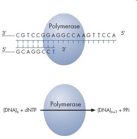 Pirosequenziamento FASE 1 Il primer si ibrida allo stampo a singolo elica, amplificato per PCR e viene incubato con gli enzimi DNA polimerasi, ATP solforilasi, luciferasi e apirasi, i substrati