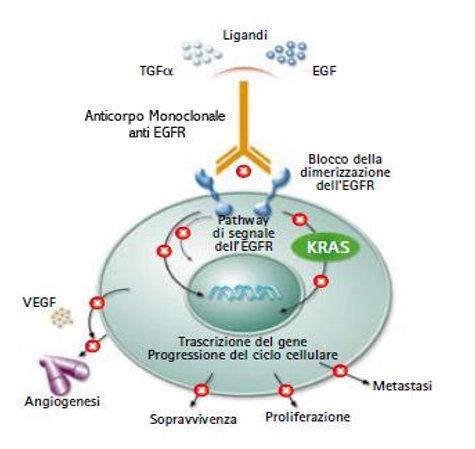 Targeted therapies Targeted therapies specifici processi cellulari Nei tumori metastatici del colonretto la terapia con anticorpi anti-egfr (come cetuximab e panitumumab) è efficace in molti casi, ma