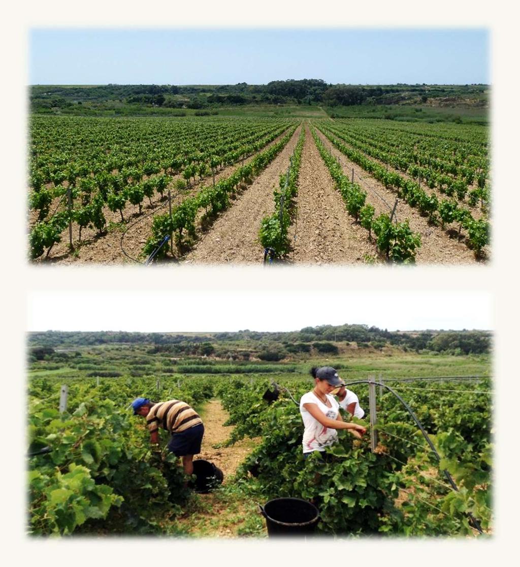 Vigneti Grillo, Zibibbo e L Azienda vinicola consta di circa 30 ettari tutti coltivati a vigneto, principalmente ad uve Grillo e Zibibbo, entrambi vitigni autoctoni siciliani, tramite sistema di