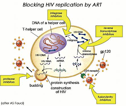 HIV - TERAPIA Sono disponibili varie classi di farmaci anti-retrovirali che agiscono a differenti livelli del ciclo di replicazione del virus: Inibitori della fusione (T20-efuvirtide) Inibitori