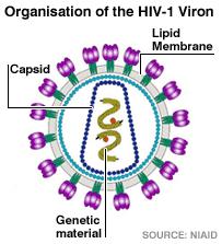 HIV Tassonomia e Struttura HIV (Human Immunodeficiency Virus) appartiene alla sottofamiglia Lentivirinae, famiglia Retroviridae Forma: sferica (d = 100 nm) Presenza di peplos, derivato dalla