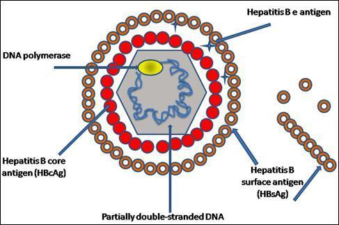 Si distinguono: marcatori di infezione (HBsAg, anti-hbe, anti-hbc), di replica virale (HBV- DNA, HBeAg),