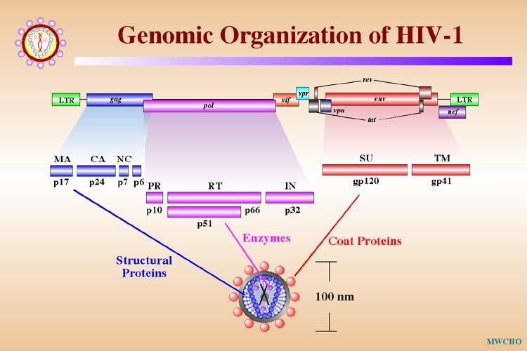 HIV Nel genoma di HIV (come in tutti i Retroviridae) sono presenti 3 geni (gag, pol, env) ed una serie di geni accessori e regolatori che